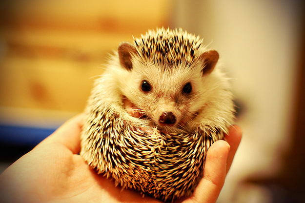 Hedgehog